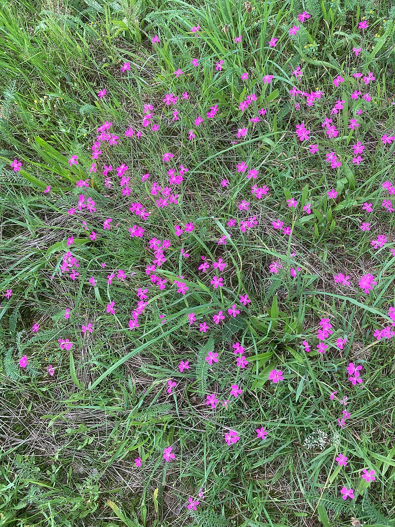 Ootmarsum en omgeving: beste restaurants en waar te eten