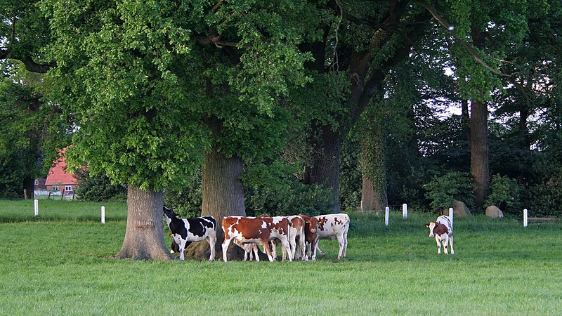 Poashoalt haaln — Stille Zaterdag Ootmarsum