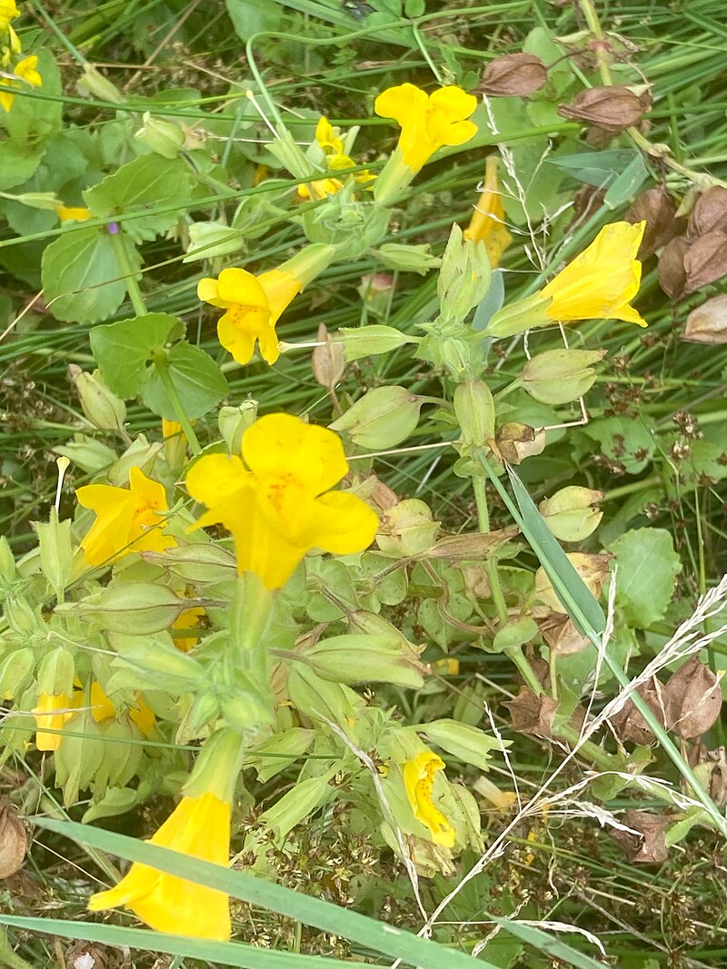 Vogelwaarneming in Twente: vogels spotten rond Ootmarsum